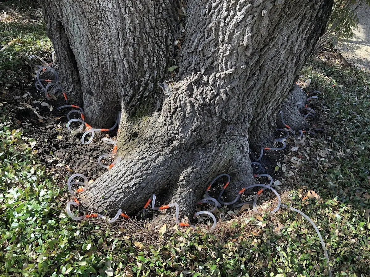 Detailed Tree Cabling and Bracing job site in Lindenwood