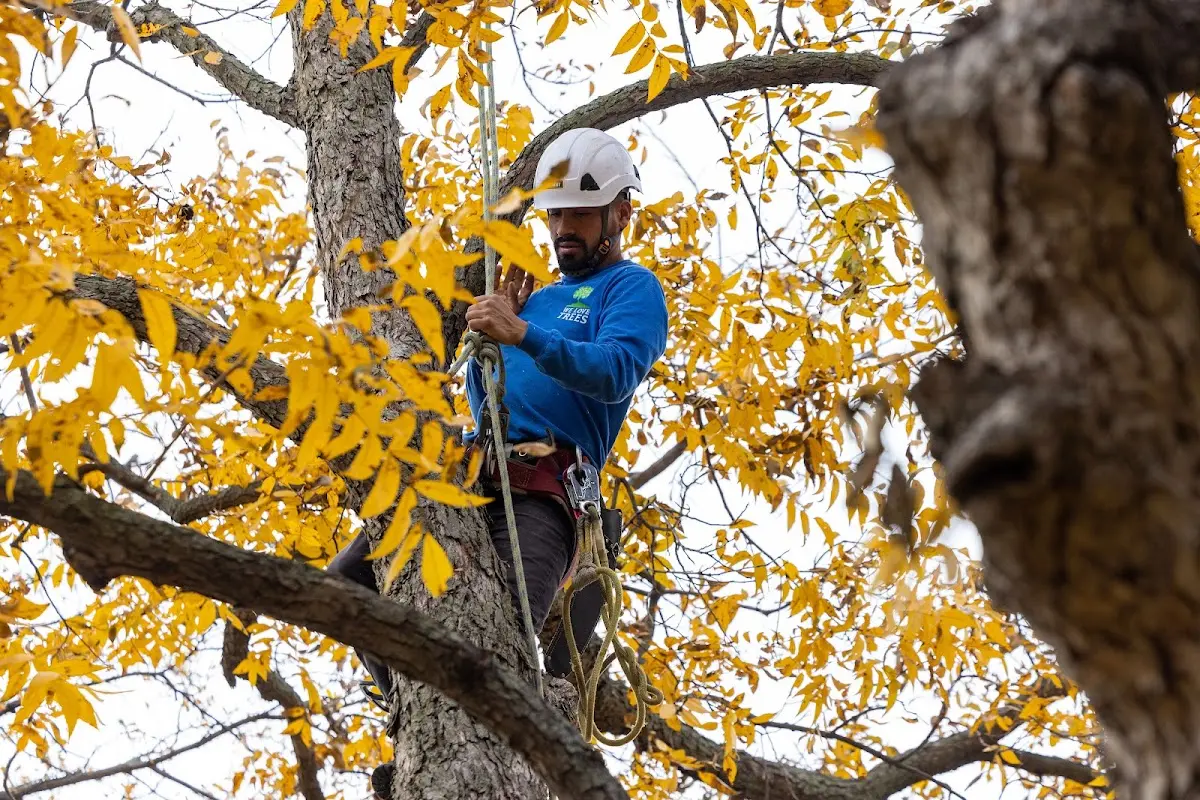 Skilled Tree Planting crew working in Lindenwood