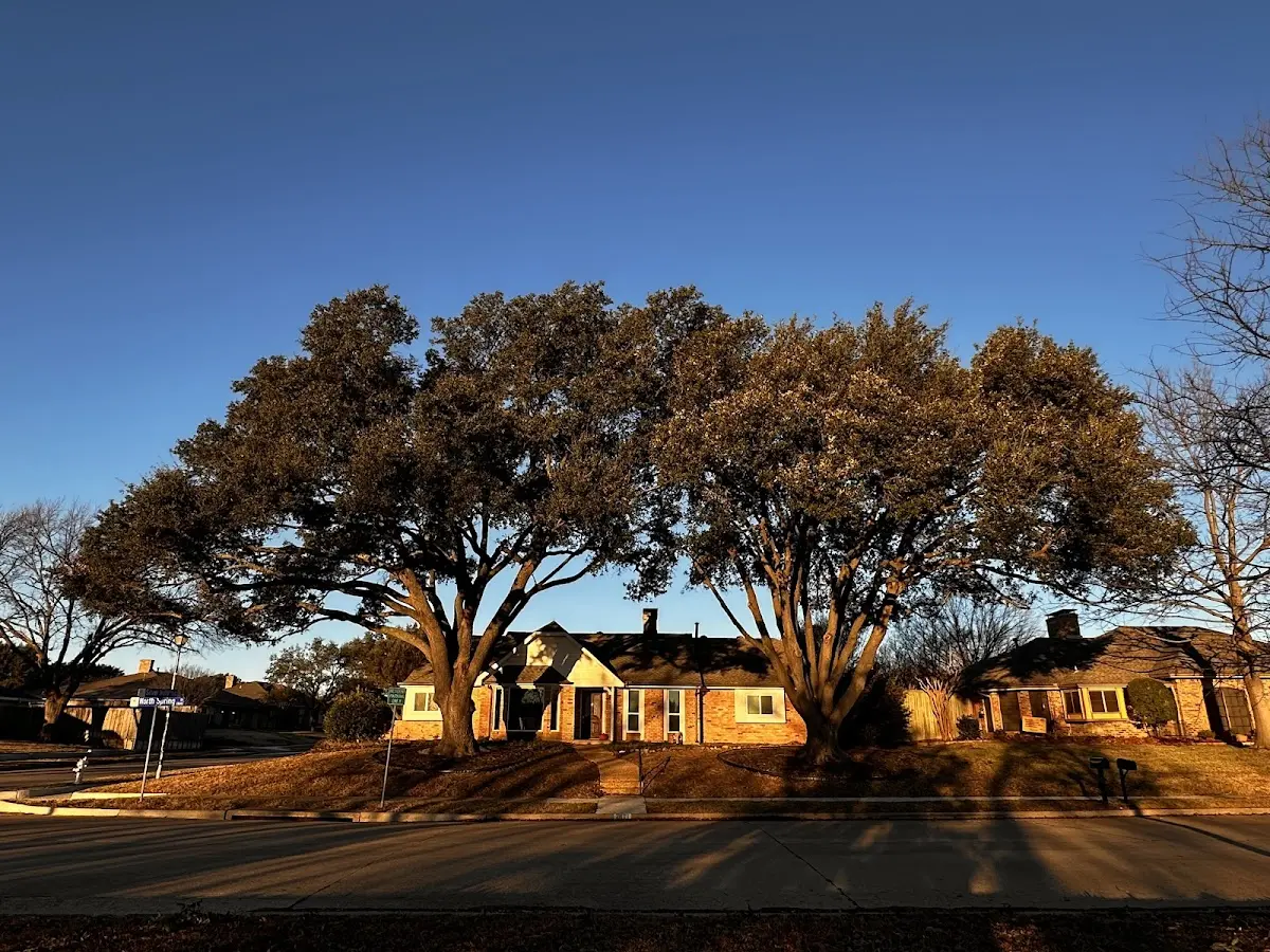 Established residential canopy tree shading a home in Lindenwood